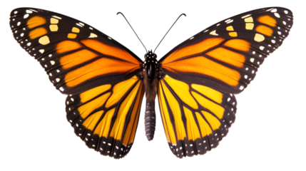 Monarch butterfly with vibrant orange wings and black markings against a