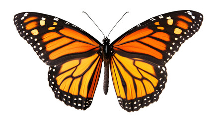 Vibrant monarch butterfly with symmetrical wings displaying nature