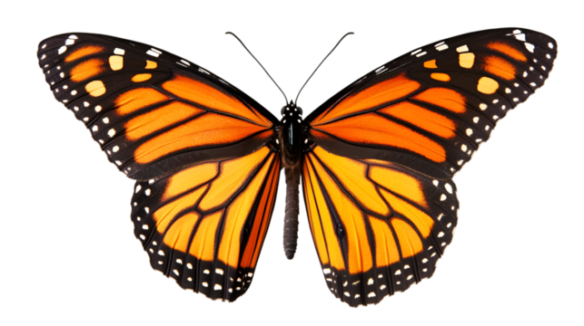 Vibrant monarch butterfly with symmetrical wings displaying nature
