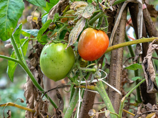 Close-up of fresh tomatoes in various ripening stages growing on organic farm in tropical highland region