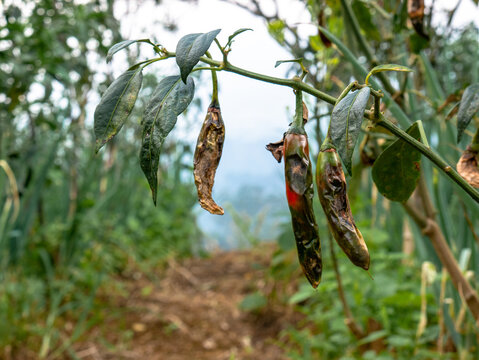 Dried chilies hanging on plants at tropical mountain farm. Symbol of harvest and organic spice production in rural agriculture