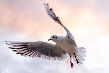 Seagull flying through pink sky. Moment of motion.
