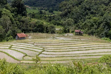 Fototapete Reisfelder Terraced rice paddy field in Chiangmai, Thailand. Green rice paddy fields.  © MagioreStockStudio