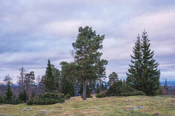 Cultural landscape by Gryttenholm, Toten, Norway, in November.