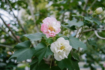 Close up of Pink flower of Cottonrose Hibiscus blooming in Autumn