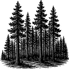 A detailed black and white illustration of a dense forest filled with tall evergreen pine trees. The trees are silhouetted against a stark white background, creating a graphic and naturalistic scene.