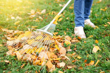 Woman raking fallen leaves on green lawn outdoors, closeup