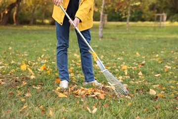 Woman raking fallen leaves on green lawn outdoors, closeup