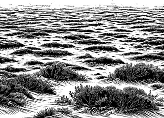 A black and white illustration using a hatching technique to depict sparse vegetation on a flat, sandy landscape. The textured sky suggests an open, arid environment.