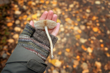mycena mushroom in hand close up outdoor, abstract natural background. harvest time, picking fungi. Forest aesthetic. atmosphere fall season image. soft focus