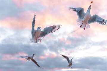 Seagulls flying in the dawn sky. Birds over pink clouds.