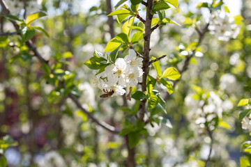 Bee on flower.
In spring season, a bee goes on cherry blossoms.

