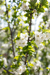 Cherry blossoms.
Blooming of cherry blossoms in spring season
