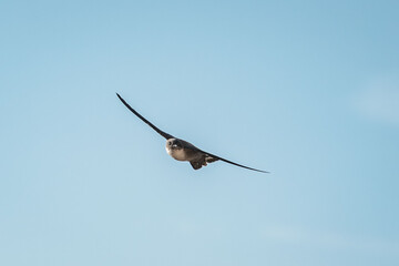 swallow bird flying with their wings spread