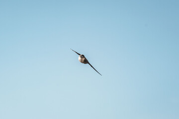 swallow bird flying with their wings spread
