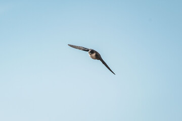 swallow bird flying with their wings spread