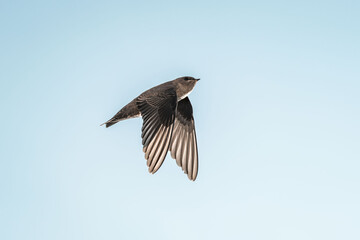 Obraz premium swallow bird flying with their wings spread