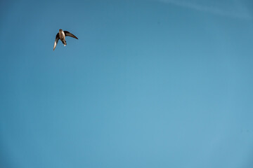 swallow bird flying in the sky with their wings spread