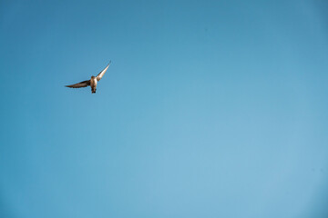 swallow bird flying in the sky with their wings spread