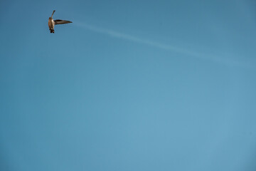 swallow bird flying in the sky with their wings spread