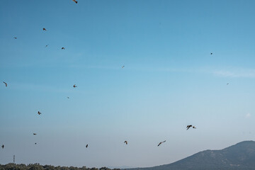 swallow bird flying in the sky with their wings spread