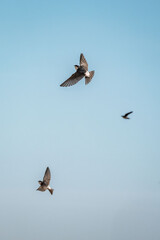 cute little swallow bird flying in the sky