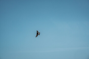 Fototapeta premium cute little swallow bird flying in the sky