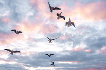 Flock of seagulls in pink clouds at sunrise. Aerial freedom.