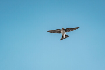 cute little swallow bird flying in the sky