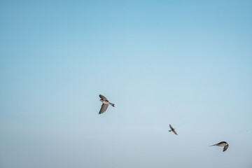 Fototapeta premium beautiful swallow little bird in flight 