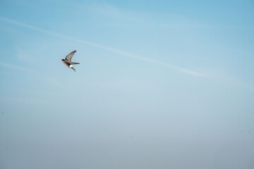 beautiful swallow little bird in flight 