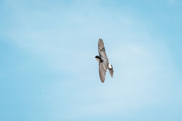beautiful swallow little bird in flight 