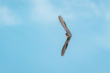 beautiful swallow little bird in flight 