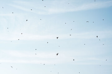 beautiful swallow little bird in flight 