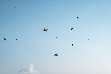 beautiful swallow little bird in flight 
