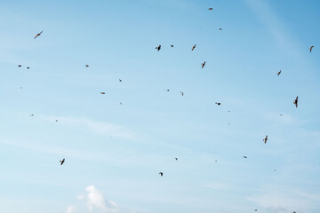 beautiful swallow little bird in flight 