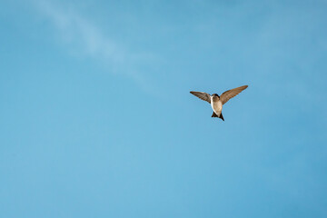 beautiful swallow little bird in flight 