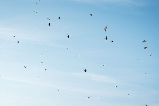 beautiful swallow little bird in flight 
