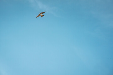 beautiful swallow little bird in flight 