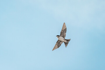 Fototapeta premium beautiful swallow little bird in flight 