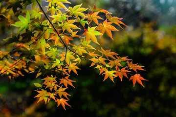 녹색에서 빨간색으로 물들어가는 단풍나무 풍경 