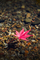 개울물 위에 떠내려가는 빨간색 단풍나뭇잎 