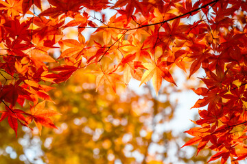단풍나뭇잎에 둘러 쌓인 가을 풍경