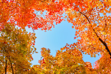 하늘을 바라본 노란색과 빨간색 단풍나무 
