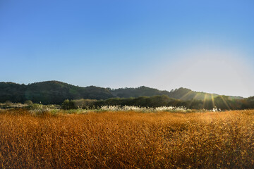 푸른 하늘과 갈색 풀들 사이의 억새풀 