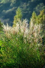 푸른 가을 들판에 자란 억새풀 