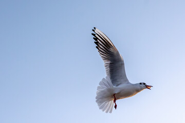 Seagull flying in clear sky. Power and grace.