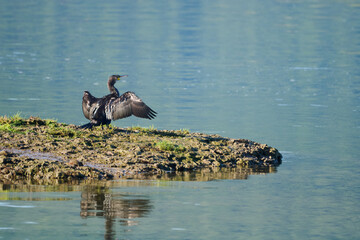 Cormorant drying wings on sunny river bank