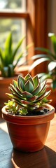 Fototapeta premium A succulent plant in a terracotta pot, bathed in soft natural light, light, green