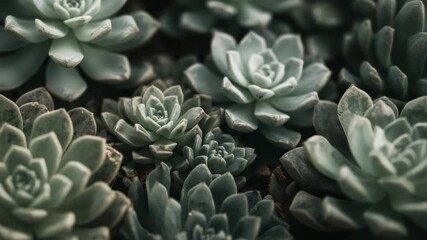 Recording camera panning at 3s, focusing on succulent cluster in greenhouse, revealing texture - Powered by Adobe